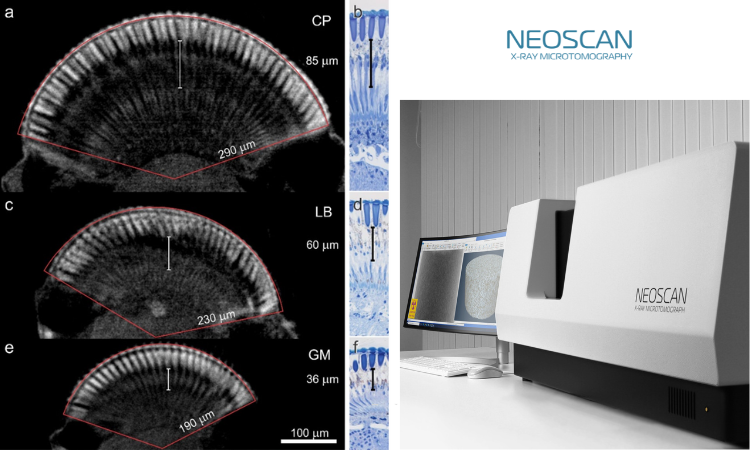 用户成果｜昼行、暮光与夜行蛾的视觉秘密：Neoscan 显微CT揭示瞳孔动态与三维眼部结构